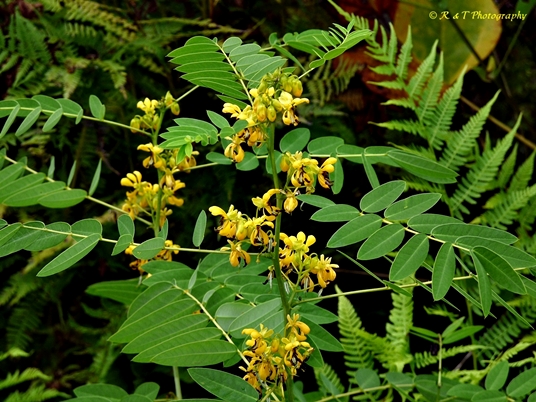 {Senna hebecarpa}